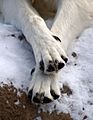 Wolf Paws (6798208076)
