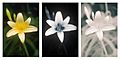 Yellow Day lily (Hemerocallis lilioasphodelus) spectral comparison Vis UV IR