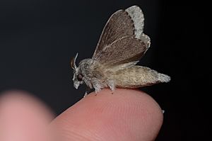 - 7685 – Heteropacha rileyana – Riley's Lappet Moth (20310421869).jpg