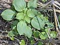 Acalypha ostryifolia topview