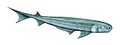 Acanthodes BW