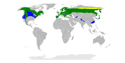Accipiter gentilis map.svg