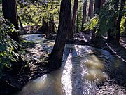 Adobe Creek in Los Altos Redwood Grove