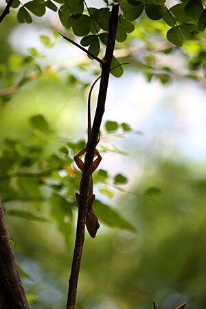Anolis oculatus at Cabrits-b01