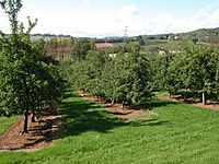Apple orchards near Colebrook Wood - geograph.org.uk - 249188