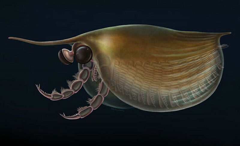 Artistic reconstruction of Isoxys curvirostratus