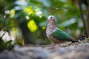 Asian Emerald Dove 0A2A7379.jpg