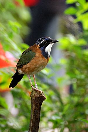 Atelornis pittoides -Zurich Zoologischer Garten-8a.jpg