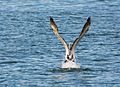 Australian Pelican takeoff