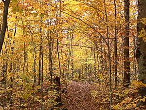 Autumn colours on the trail to Lac Gabet in La Mauricie National Park