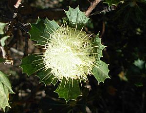 Banksia sessilis var. cygnorum-5.jpg