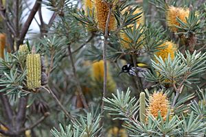A New Holland honeyeater feeds on one of several cylindrical golden flower spikes partly hidden by foliage.