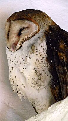Barn Owl 1 Santa Cruz Island 2011