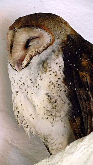 Barn Owl 1 Santa Cruz Island 2011