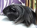 Black-haired Peruvian guinea pig