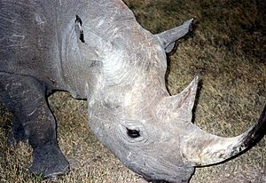 Black Rhinoceros in Sweetwater Nat Park Kenya.jpg