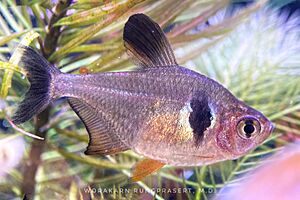 Black phantom tetra