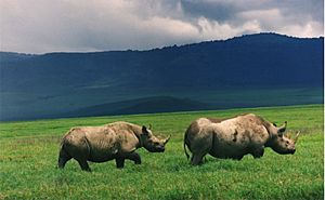 Black rhinos in crater
