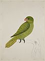 Blue-Backed Parrot - 51 drawings of birds and mammals at Bencoolen, Sumatra (c.1824) - BL NHD 47-33