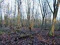Bradnam Wood (3)