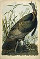 Brooklyn Museum - Wild Turkey - John J. Audubon