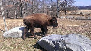 Buffalo bison bison