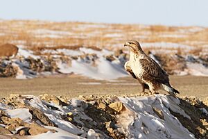 Buteo lagopus, Terelj NP, Mongolia.jpg