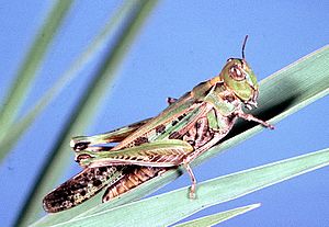 CSIRO ScienceImage 40 An Australian plague locust Chortoicetes terminifera