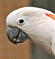 Cacatua moluccensis -profile -head-8a