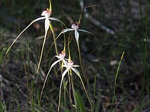 Caladenia longicauda subsp. eminens 03