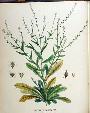 Calepina corvini — Flora Batava — Volume v18