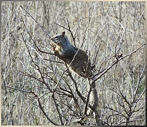 California Ground Squirrel