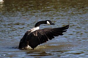 Canada goose (branta canadensis) cleaning feathers