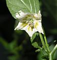 Capsicum bacatuum flower
