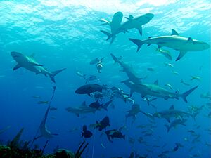 Carcharhinus perezi bahamas feeding