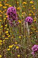 Castilleja exserta 8031