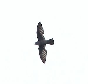 Chaetura spinicaudus - Band-rumped Swift.jpg