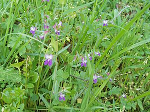 Collinsia sparsiflora.jpg