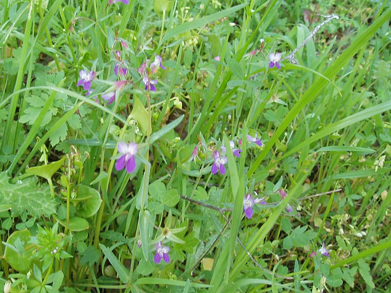 Collinsia sparsiflora