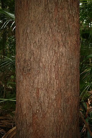 Corymbia intermedia trunk