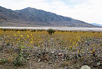 Desert-gold Geraea canescens field-saltflat-mtn