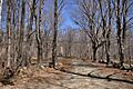 DublinNH BurpeeFarm 1