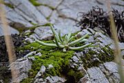 Dudleya densiflora 174646103