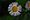 Erigeron annuus, eastern daisy fleabane, White Cliff Fen and Forest