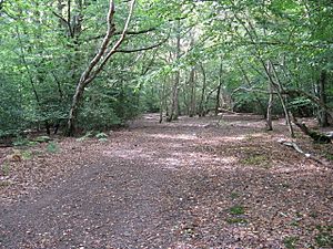 Ebernoe Common west of Balls Cross - geograph.org.uk - 1479034.jpg