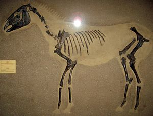 Equus ferus
