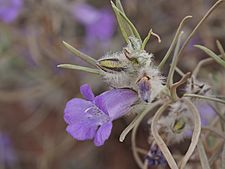 Eremophila margarethae (flower detail)