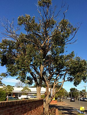 Eucalyptus baxteri.jpg