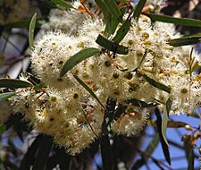 Eucalyptus cylindriflora