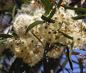 Eucalyptus cylindriflora